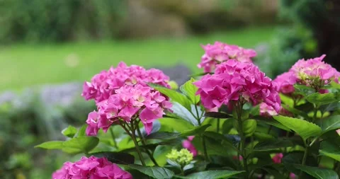 Hydrangea pink blooms, large bush, natural background Stock Footage 247507145