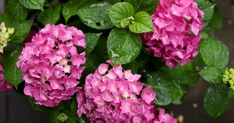 Hydrangea pink blooms, large bush, natural background Stock Footage 247663028