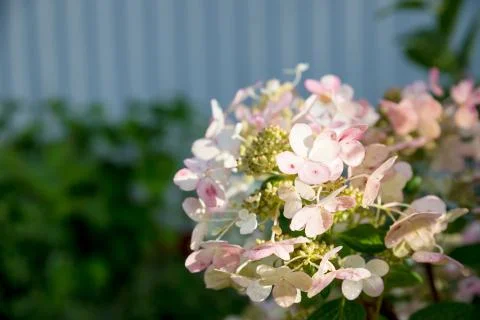 Hydrangea is pink, blue, lilac, violet, purple flowers are blooming in spring Stock Photos