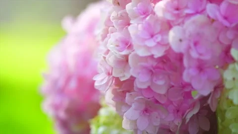 Hydrangea pink flower closeup. Beautiful Hortensia blooming in summer garden Stock Footage 162650669