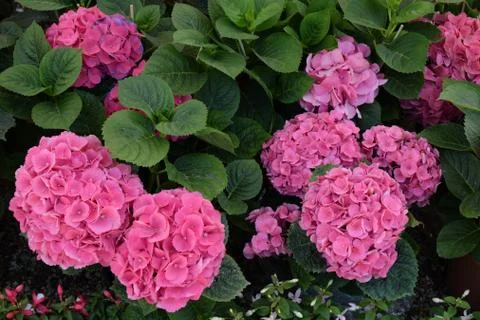 Hydrangea pink flowers Foto stock