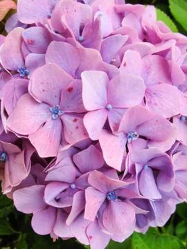 Hydrangea Pink Mauve Stock Photos