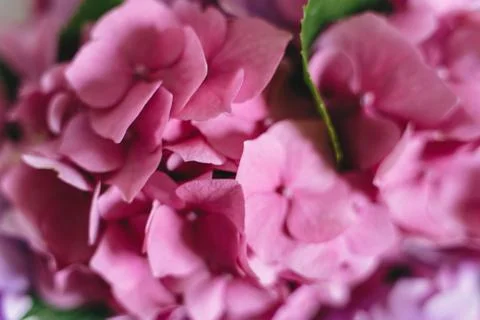 Hydrangea pink petals macro view. Floral background. Beautiful pink and purpl Stock Photos