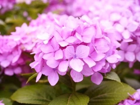 Hydrangea pink Stock Photos