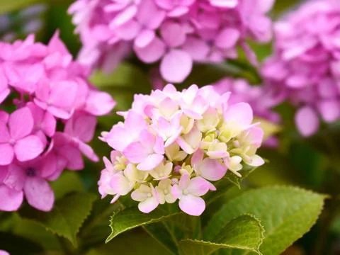 Hydrangea pink&amp;white Stock Photos