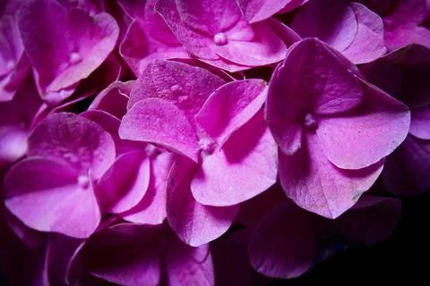 Hydrangea plant in full bloom Foto stock