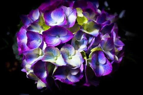 Hydrangea plant in full bloom Stock Photos