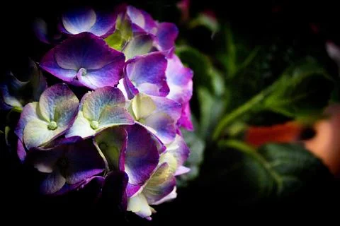 Hydrangea plant in full bloom Stock Photos