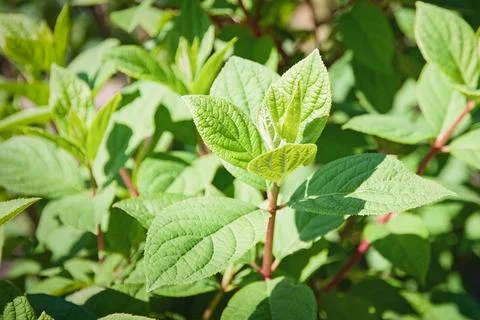 Hydrangea plant in garden, Hydrangea paniculata, Panicle hydrangea green le.. Fotos Stock
