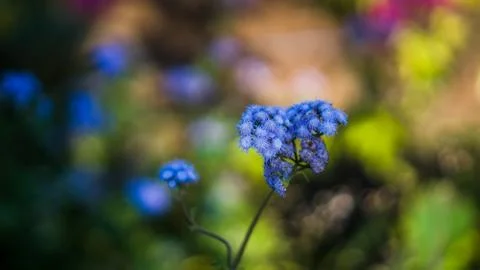 Hydrangea Plant Stock Photos