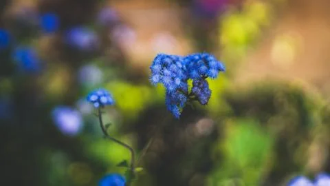 Hydrangea Plant Stock Photos