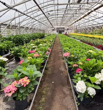 Hydrangea plants growing in a large commercial greenhouse Stock Photos