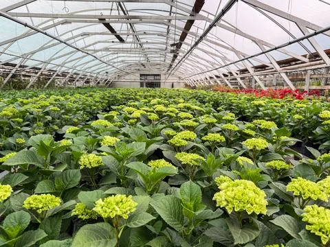 Hydrangea plants growing in a spacious greenhouse nursery Stock Photos