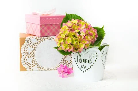 Hydrangea in a pot with a gift box Stock Photos