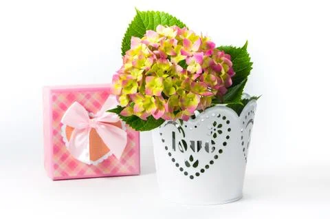 Hydrangea in a pot with a gift box Stock Photos