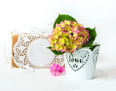 Hydrangea in a pot with a gift box Stock Photos