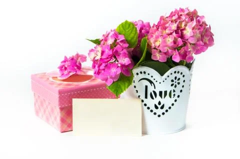 Hydrangea in a pot with a gift box Stock Photos