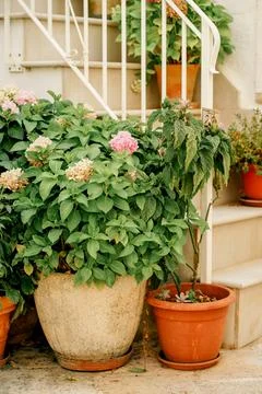 Hydrangea Pots Beside Staircase in Mediterranean Courtyard Garden 库存照片