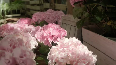 Hydrangea pots in home garden. Stock Footage 133858989