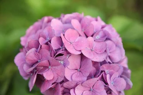 Hydrangea purple flowers close-up Stock Photos