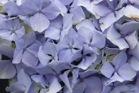 Hydrangea purple flowers close up Foto stock