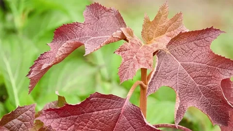 Hydrangea quercifolia, commonly known as oakleaf hydrangea or oak-leaved hydr Stock Footage 192451835