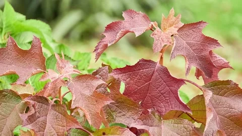 Hydrangea quercifolia, commonly known as oakleaf hydrangea or oak-leaved hydr Stock Footage 193987863