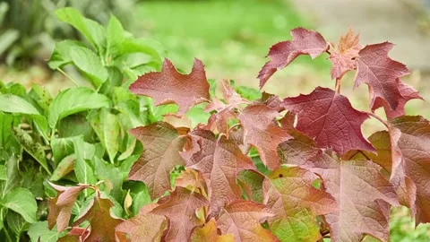 Hydrangea quercifolia, commonly known as oakleaf hydrangea or oak-leaved hydr Stock Footage 194140767