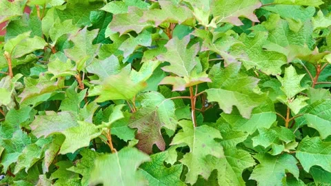 Hydrangea quercifolia, commonly known as oakleaf hydrangea or oak-leaved hydr Stock Footage 214277640