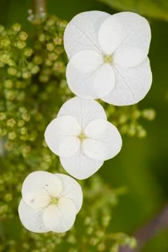 Hydrangea quercifolia flowers Stock Photos
