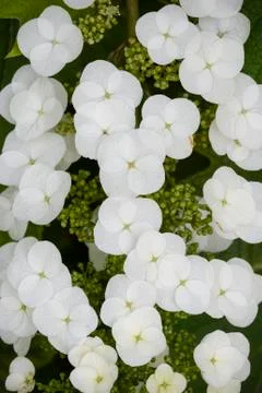 Hydrangea quercifolia flowers Stock Photos