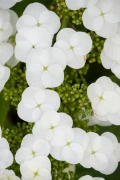 Hydrangea quercifolia flowers Stock Photos
