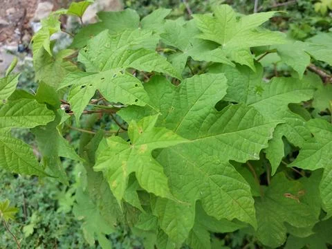 Hydrangea quercifolia 写真素材