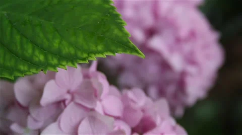 Hydrangea rack focus 動画素材 35654751