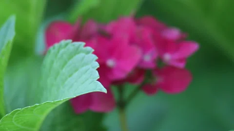Hydrangea rack focus II Stock Footage 35654652