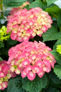 Hydrangea 'red angel' Stock Photos