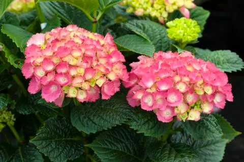 Hydrangea 'red angel' Stock Photos