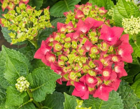 Hydrangea with red flowers Stock Photos