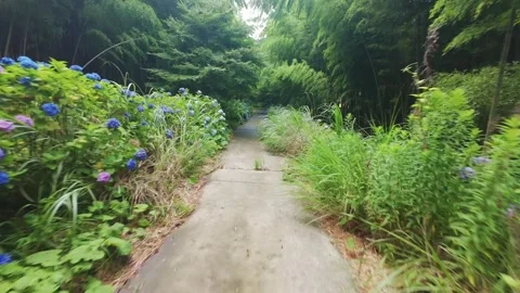 Hydrangea Road Stock Footage 319907423