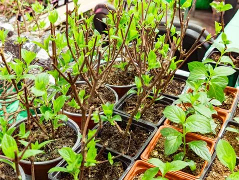 Hydrangea seedlings growing in pots Stock Photos