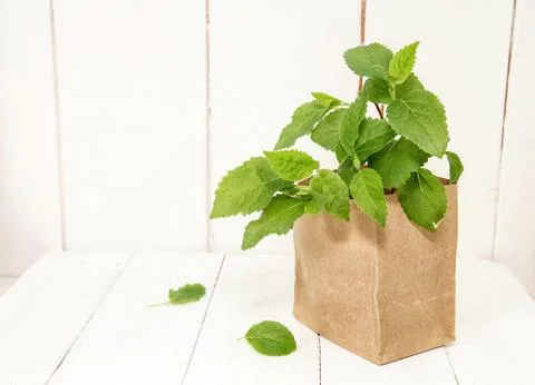 Hydrangea seedlings Stock Photos