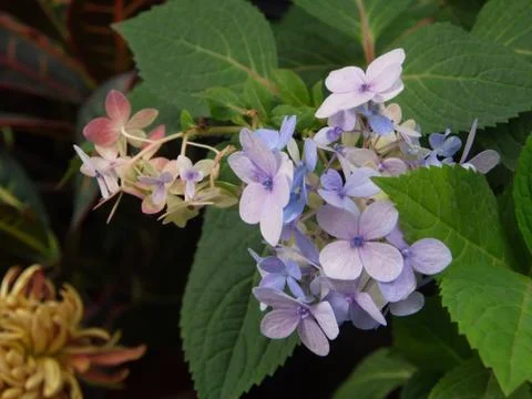 Hydrangea serrata is a flower  Native to mountainous regions of China and Kor Stock Photos