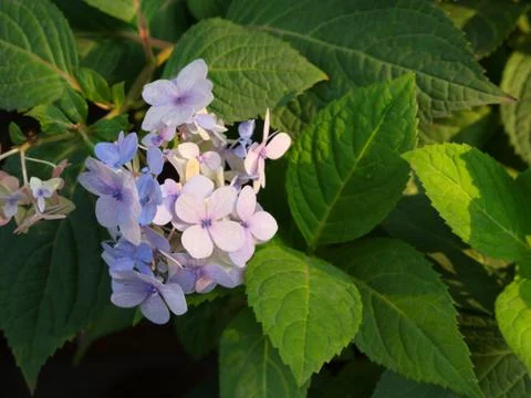 Hydrangea serrata is a flower  Native to mountainous regions of China and Kor Stock Photos