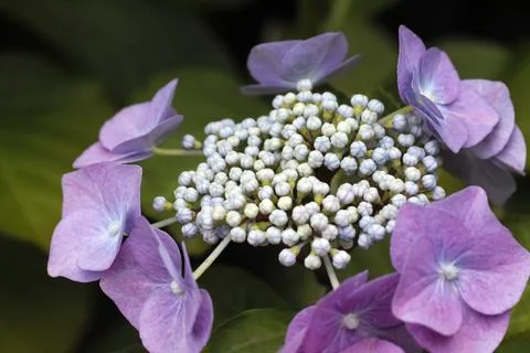 Hydrangea serrata flower Stock Photos