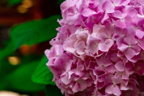 Hydrangea serrata Flowes Stock Photos
