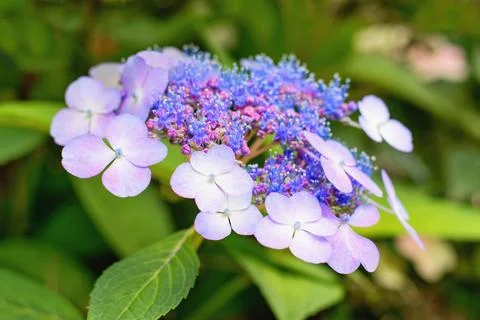 Hydrangea serrata or Mountain Hydrangea( Hortensia) - blue cultivar Stock Photos