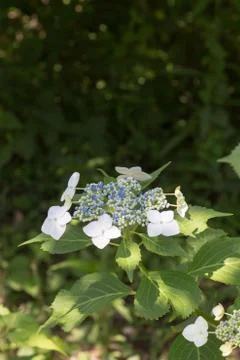 Hydrangea serrata Stock Photos