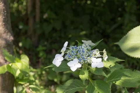 Hydrangea serrata Stock Photos