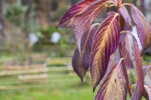 Hydrangea serrata Stock Photos