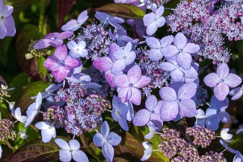 Hydrangea serrata 'Tiara' 库存照片